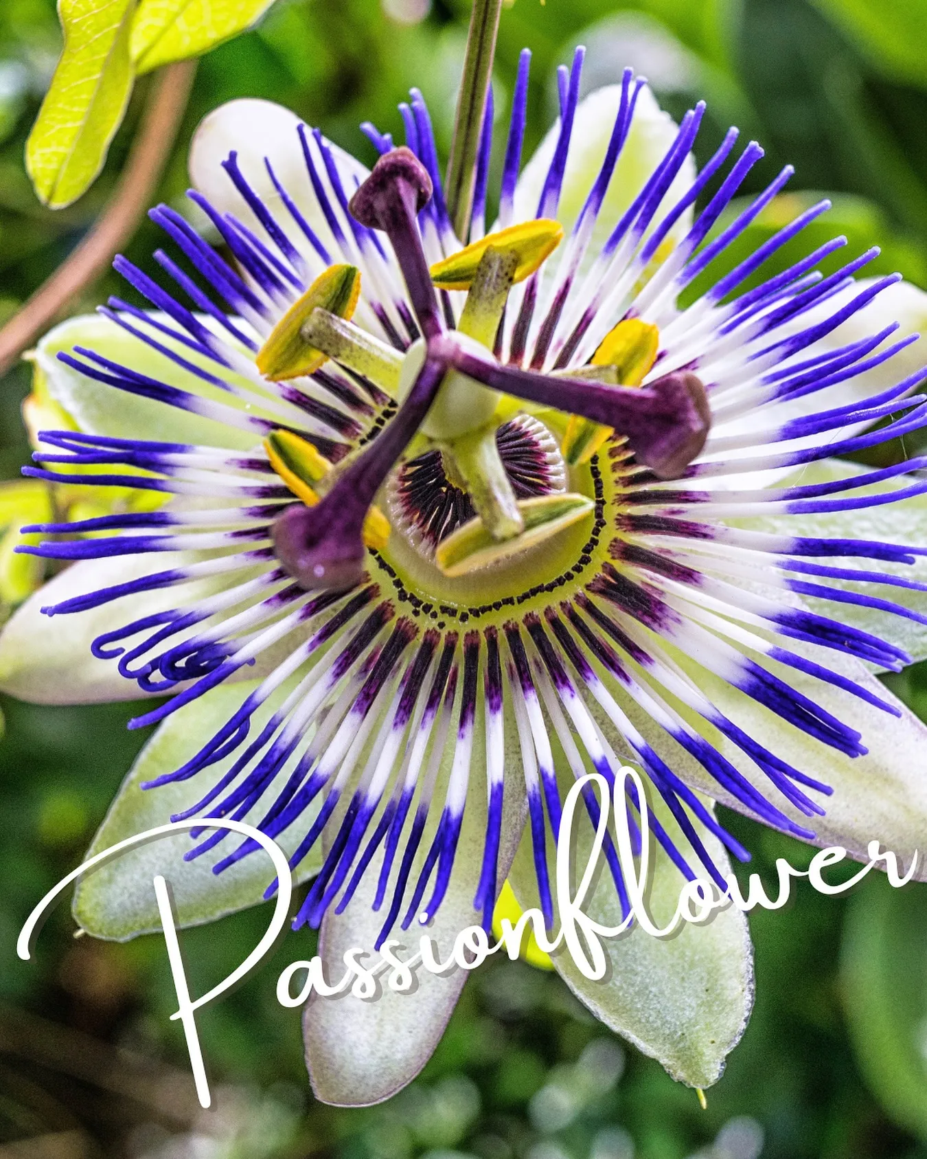 【 Passionflower - パッションフラワー - ...