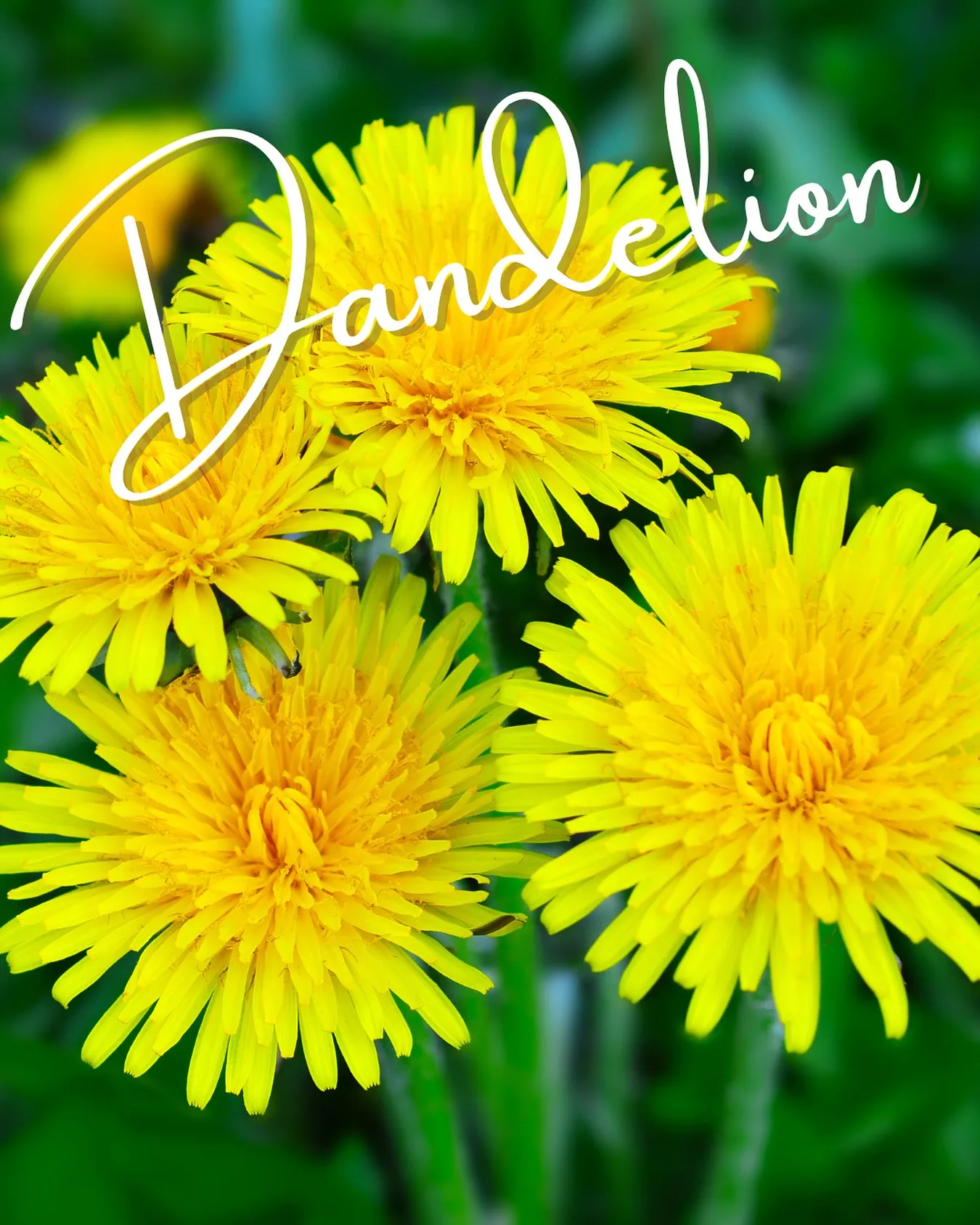 【 Dandelion - ダンデライオン -】