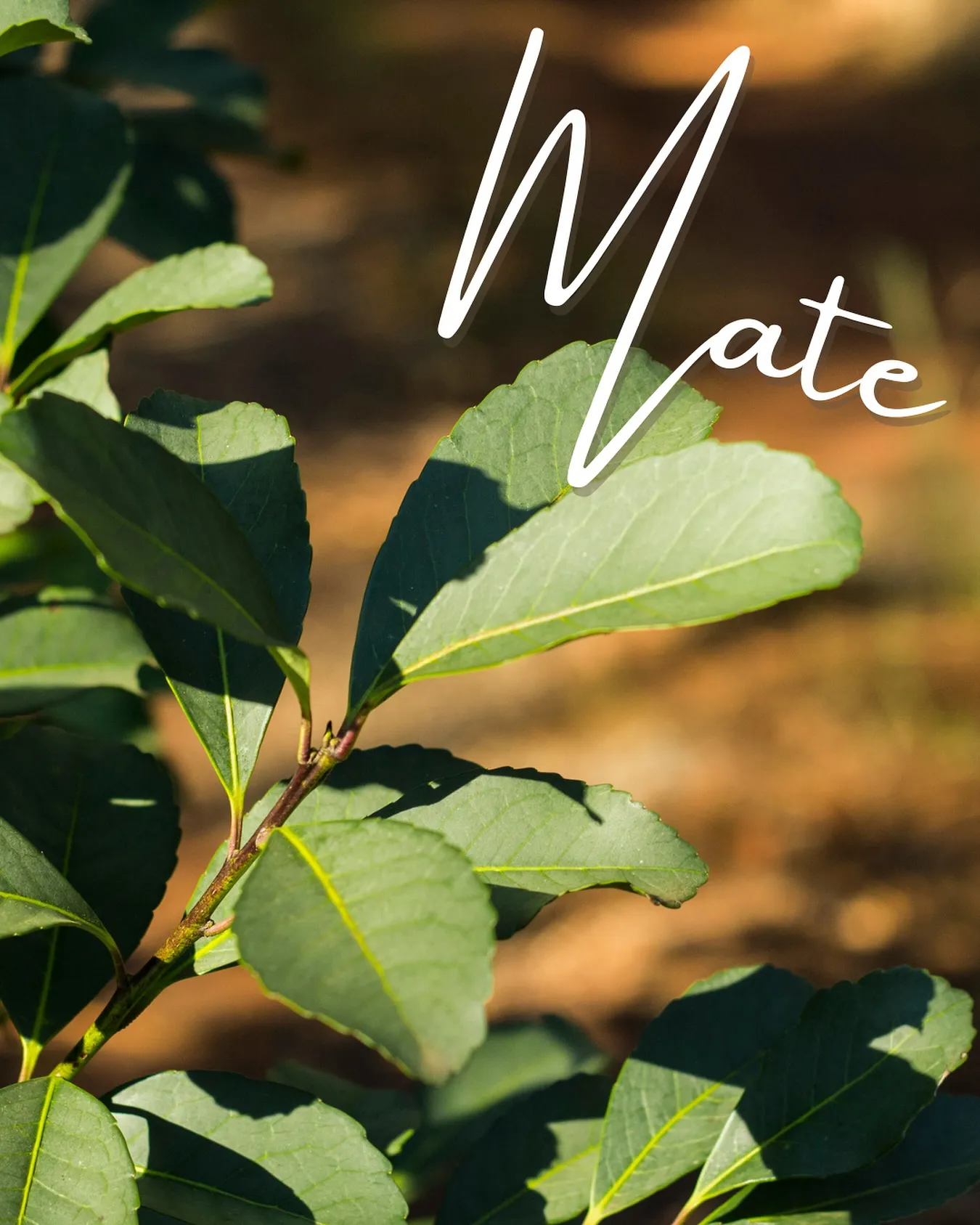 【 Mate - マテ - 】