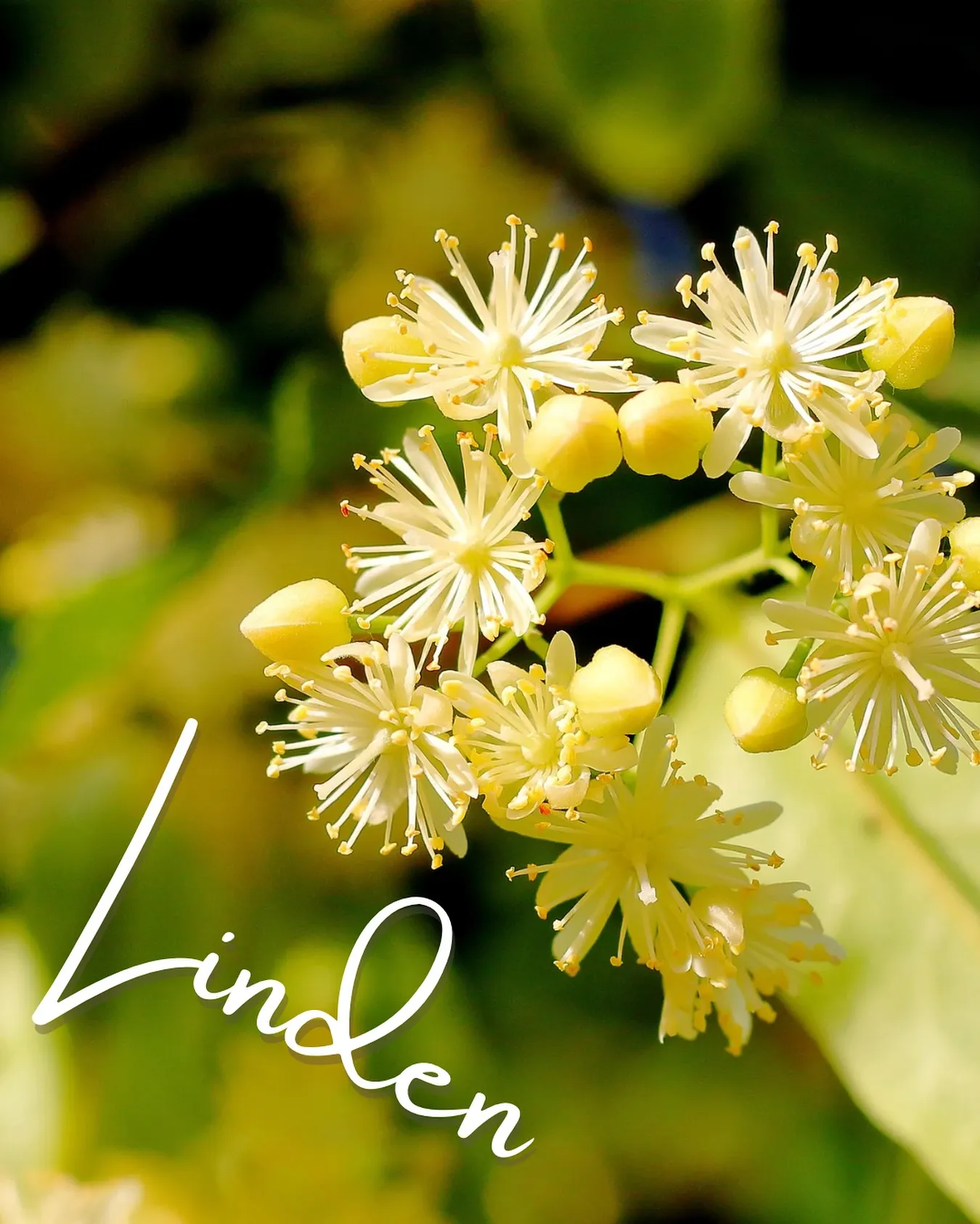 【 Linden - リンデン - 】